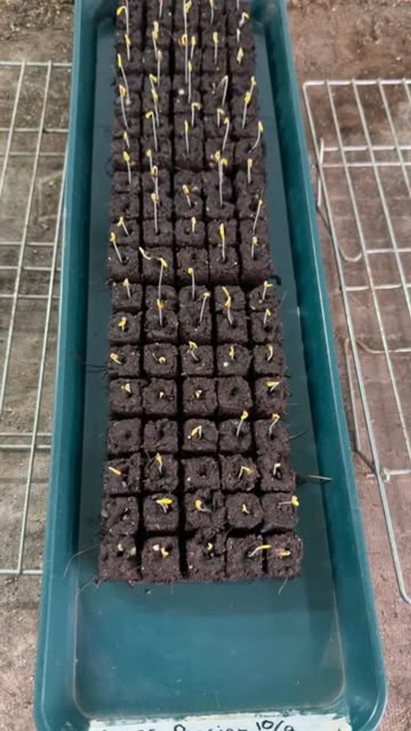 Starting Seeds in Heated Trays