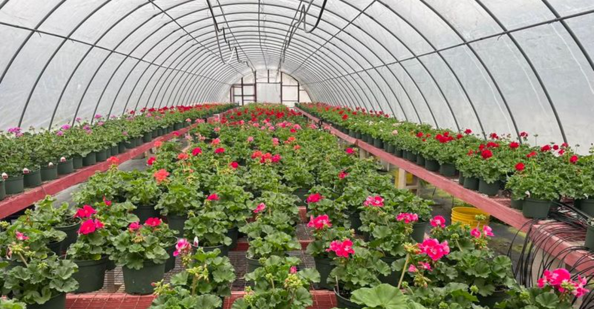 plants (featured image)