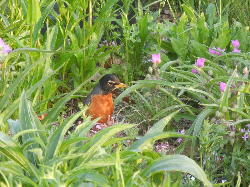 Installing Native Plant Gardens Attracts Local Species