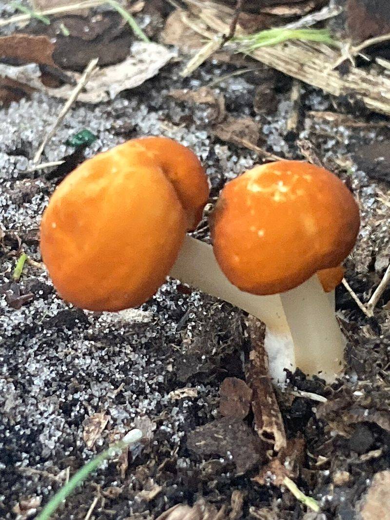 Recent Weather Patterns Explain The Timing