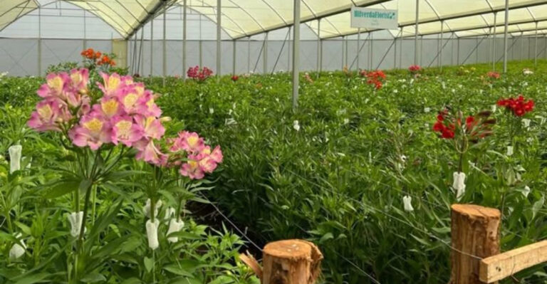 plants (featured image)