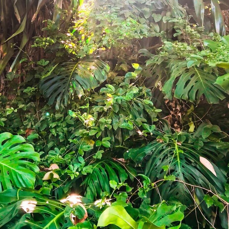 Why Misting Is Not A Substitute For Proper Watering