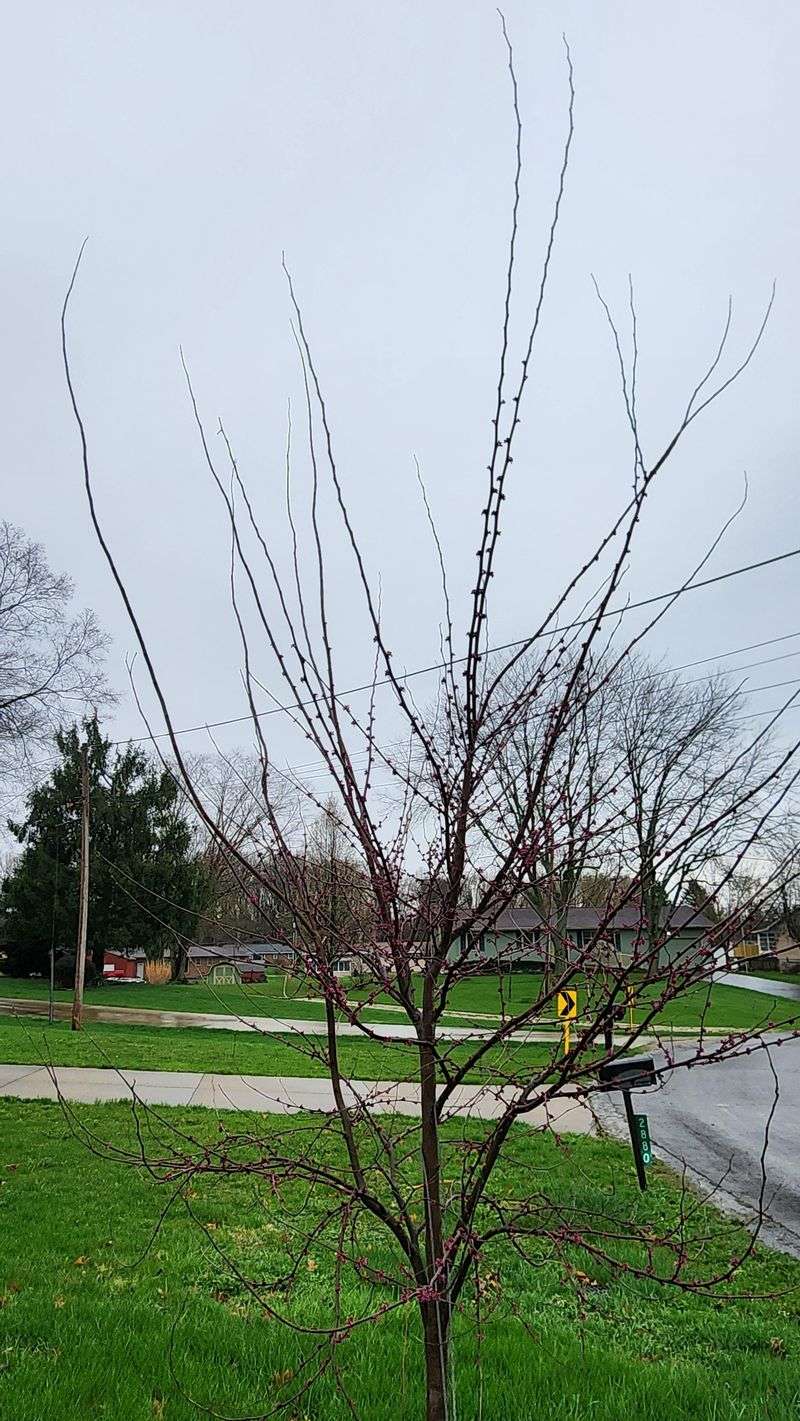 What To Cut And What To Leave On An Eastern Redbud