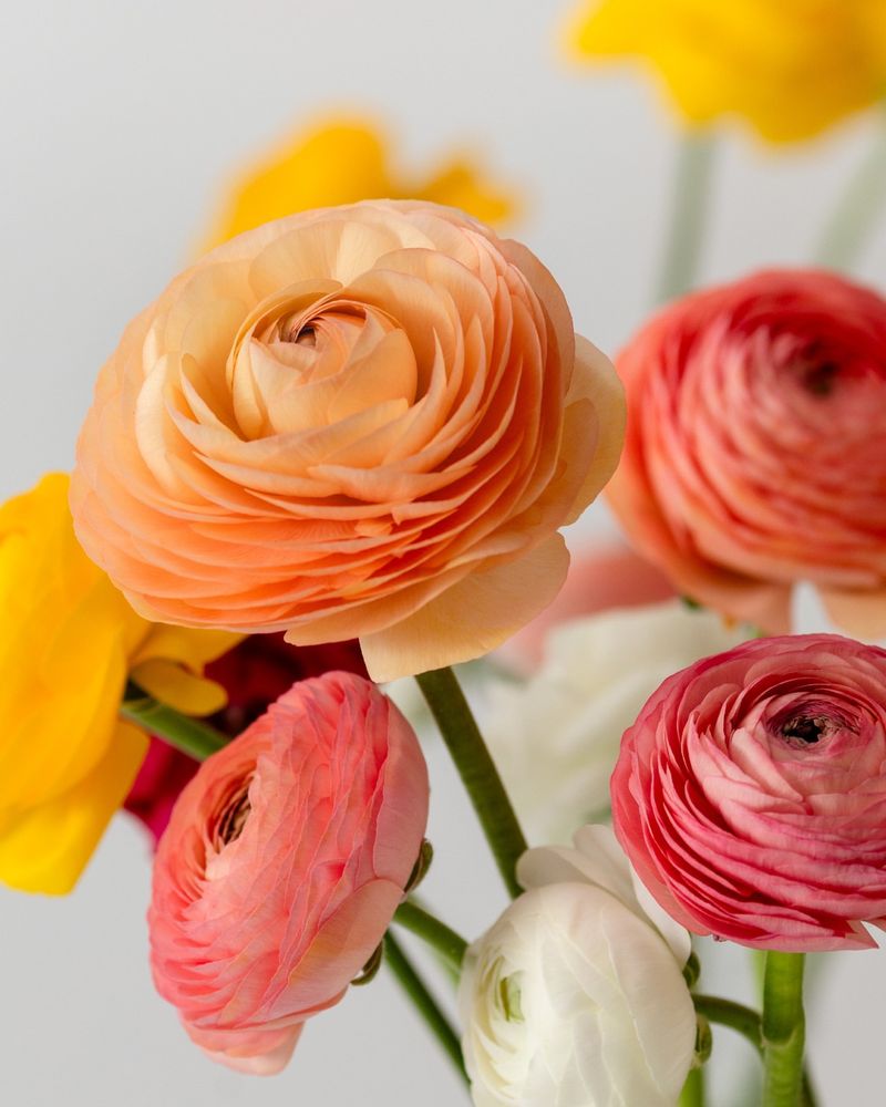 The Color Range Making Ranunculus A Designer Favorite