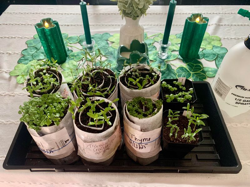 When It's Time To Move Your Sprouts Out