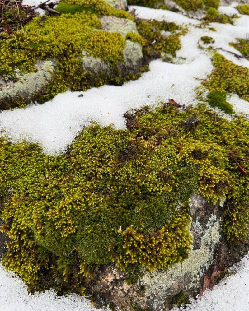 What Snow Scorpionflies Eat In Winter Gardens