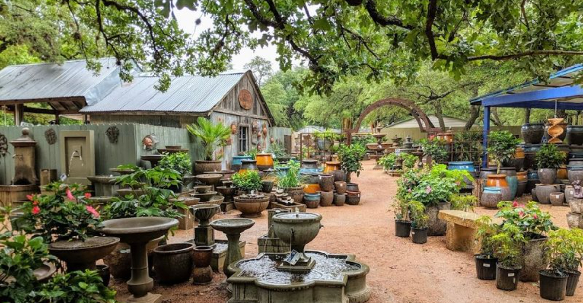 How Texas Garden Centers Prepare For Year-Round Sales — From Christmas Trees To Drought-Ready Plants