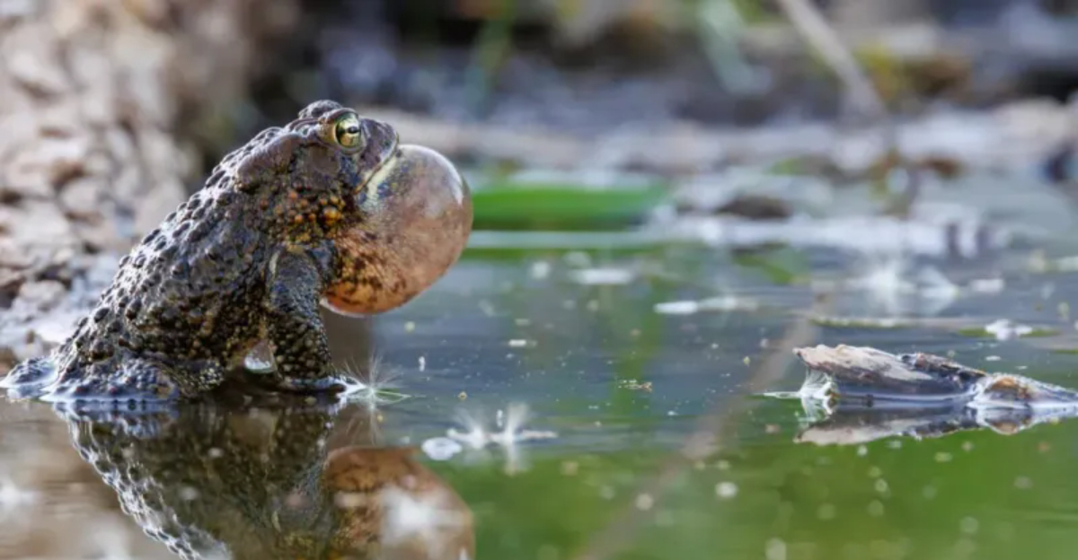 How Texas Garden Ponds Attract Beneficial Toads And Frogs