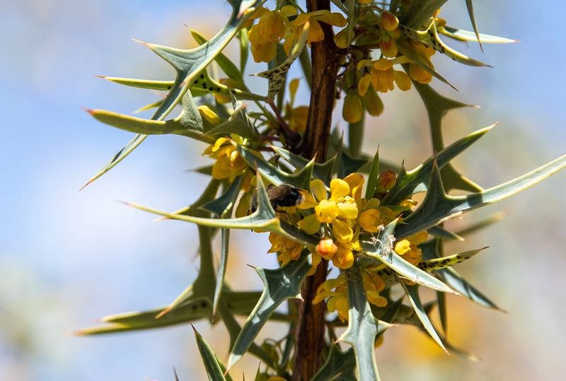 Native Texas Plants Require Minimal Watering