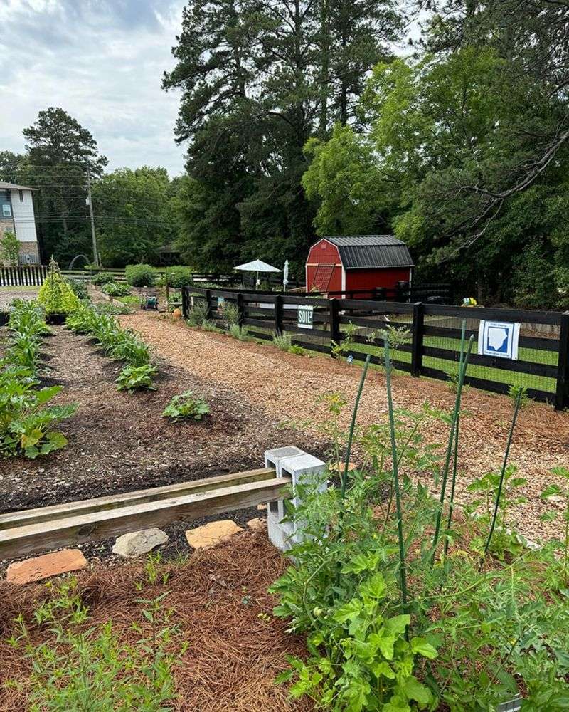 Mental Health Benefits Drive Garden Popularity