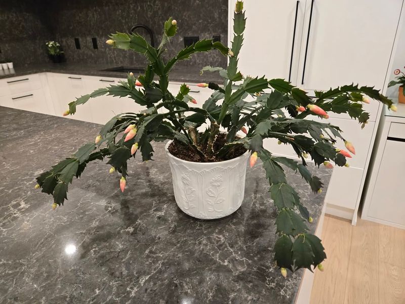The Quiet Way Cooler Nights Help Your Plant Reset