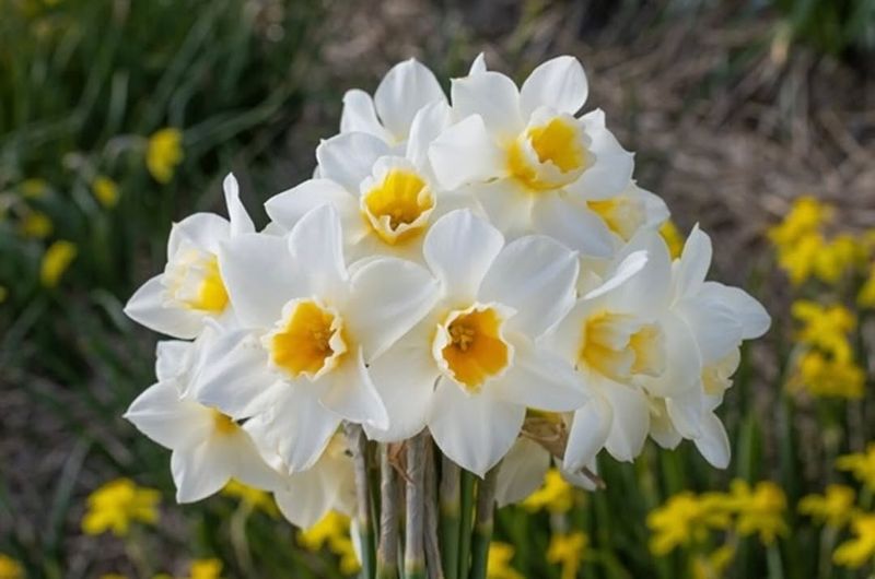 Adapting This Style to Illinois Seasons