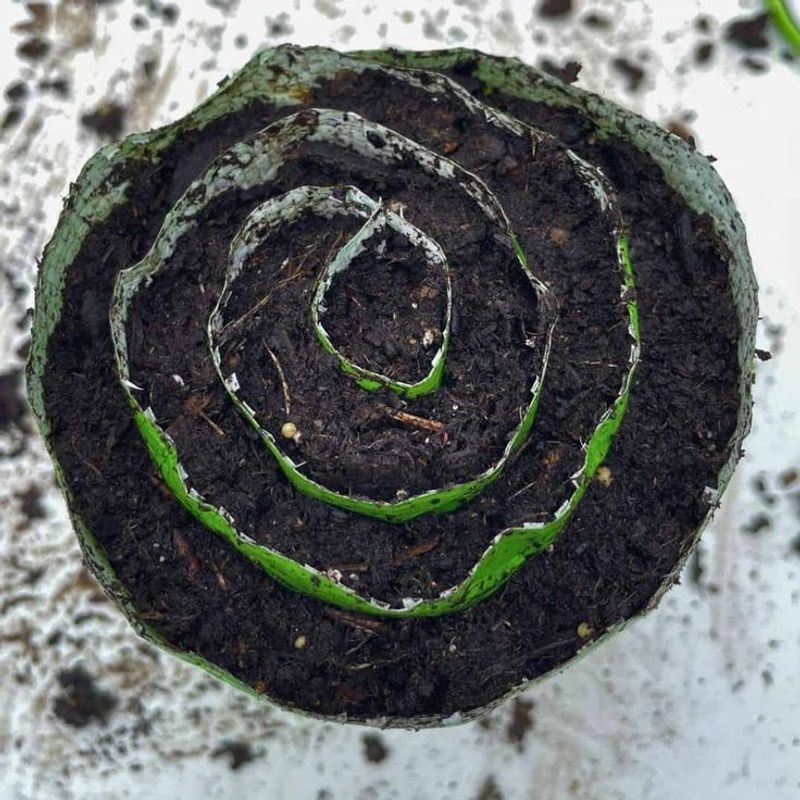 How To Roll And Build Your Own Seed Snail