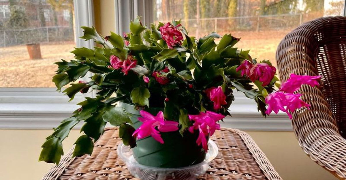 How To Bring A Wilted Christmas Cactus Back To Life In Tennessee