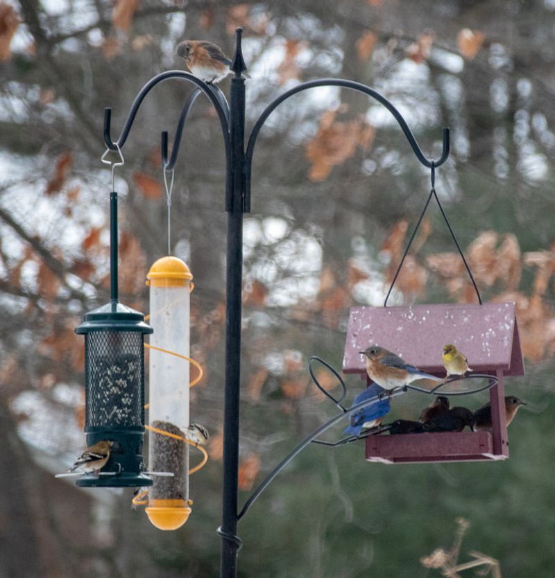 Install Multiple Bird Feeders With Different Seed Types