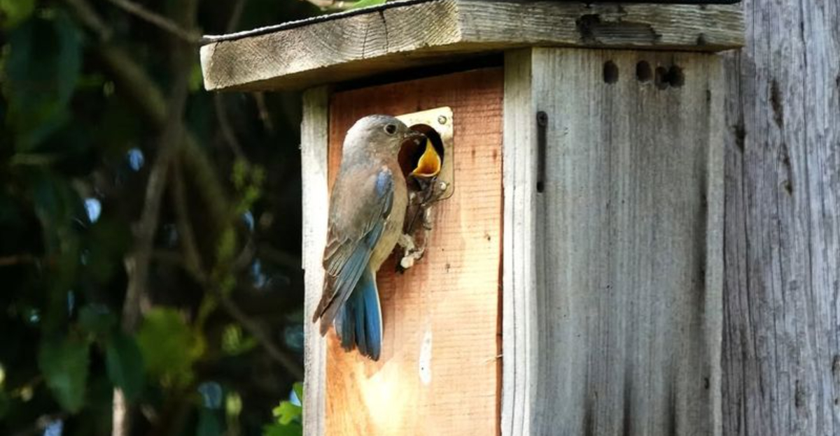 How To Bring More Songbirds To Your Wisconsin Backyard