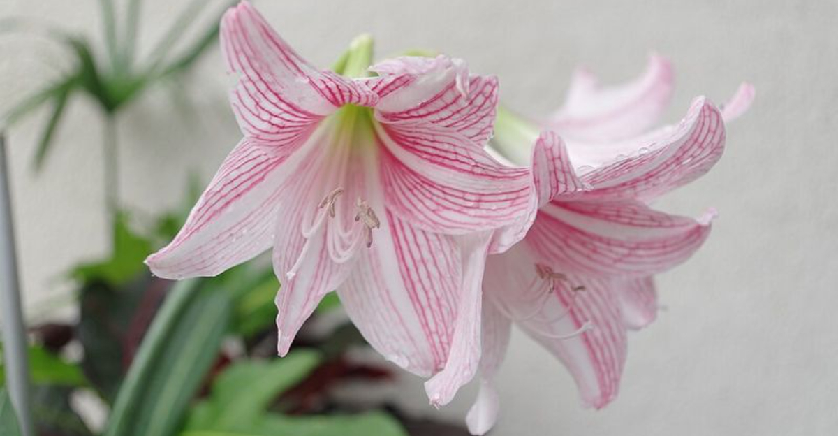 amaryllis
