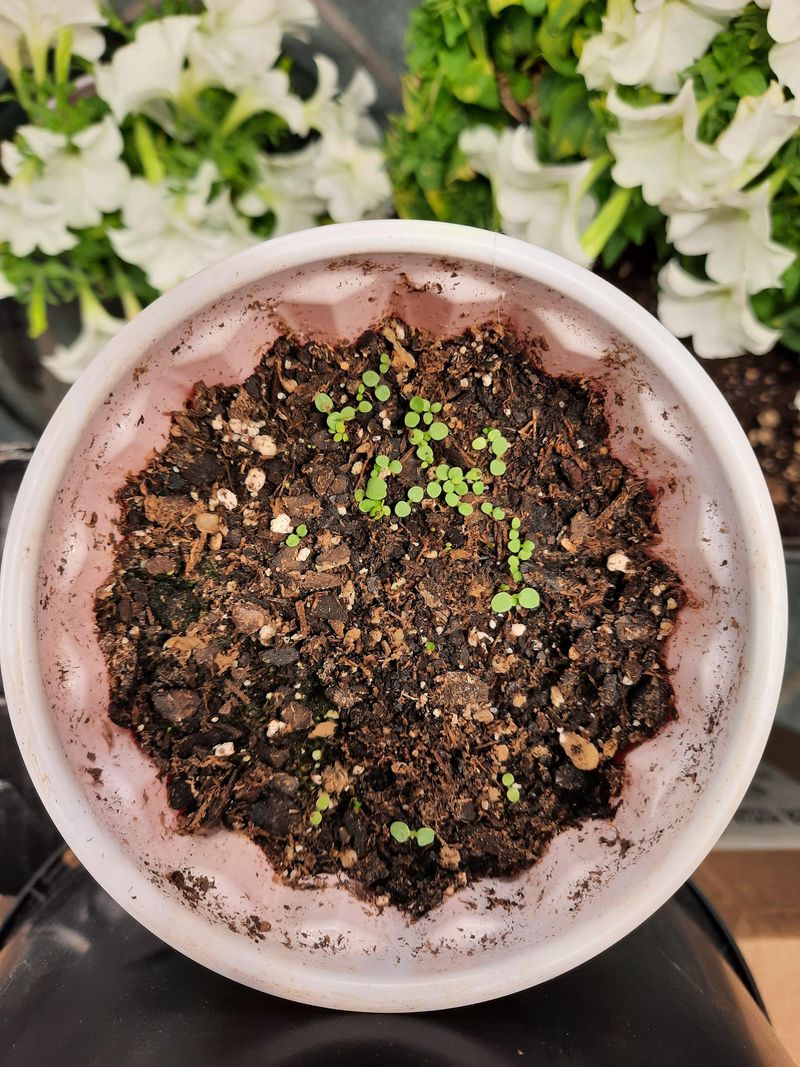 Understanding Ecological And Regulatory Concerns