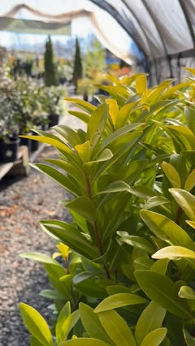 Simple Planting Tips That Set Shrubs Up For Winter Success