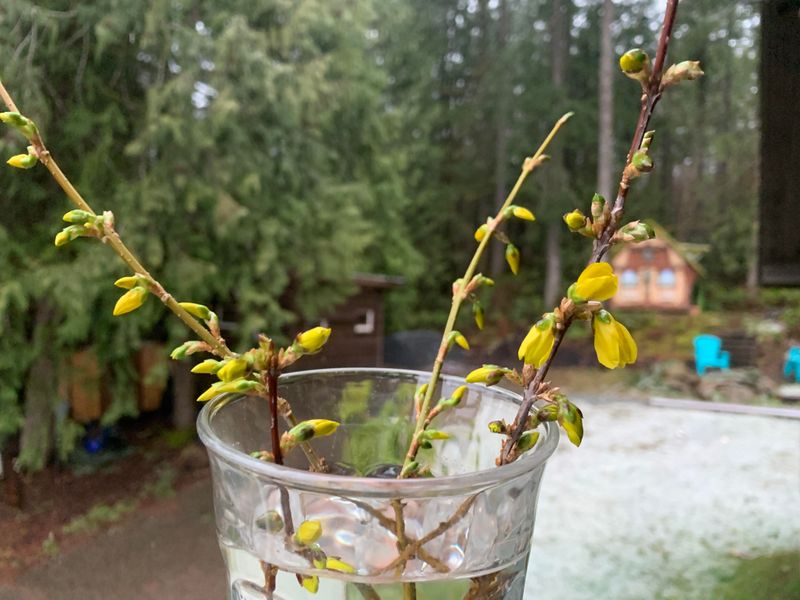Step-by-Step: Propagating Forsythia Indoors In Winter