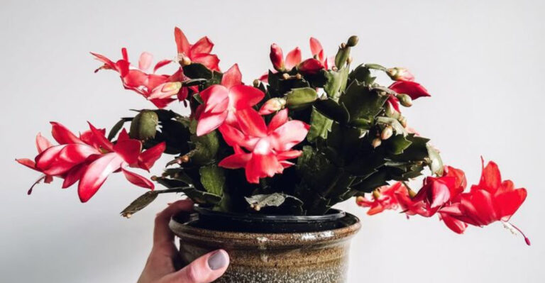 hand holding christmas cactus