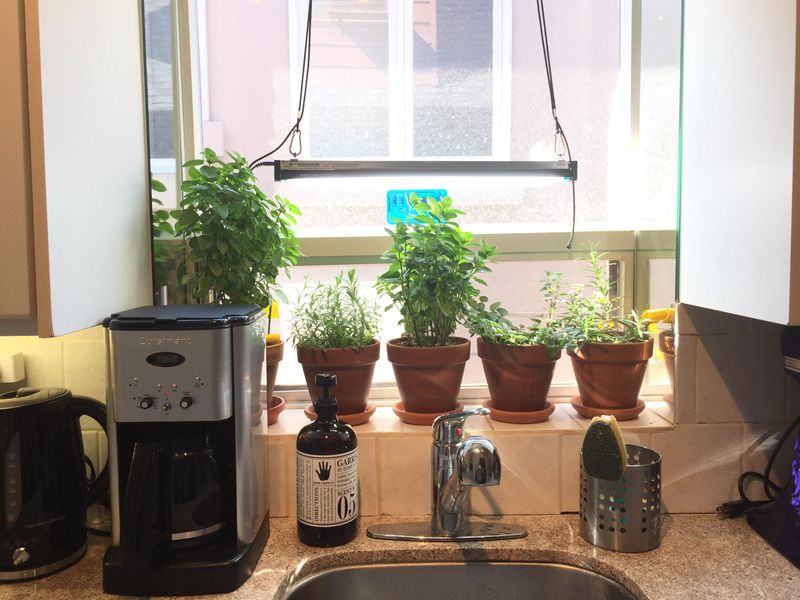The Trick To Keeping Tender Herbs Thriving Indoors
