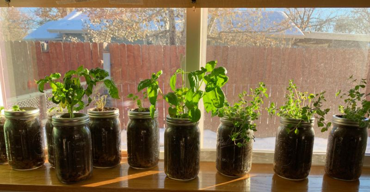 How To Grow A Cozy Windowsill Herb Garden That Survives Winter Cold