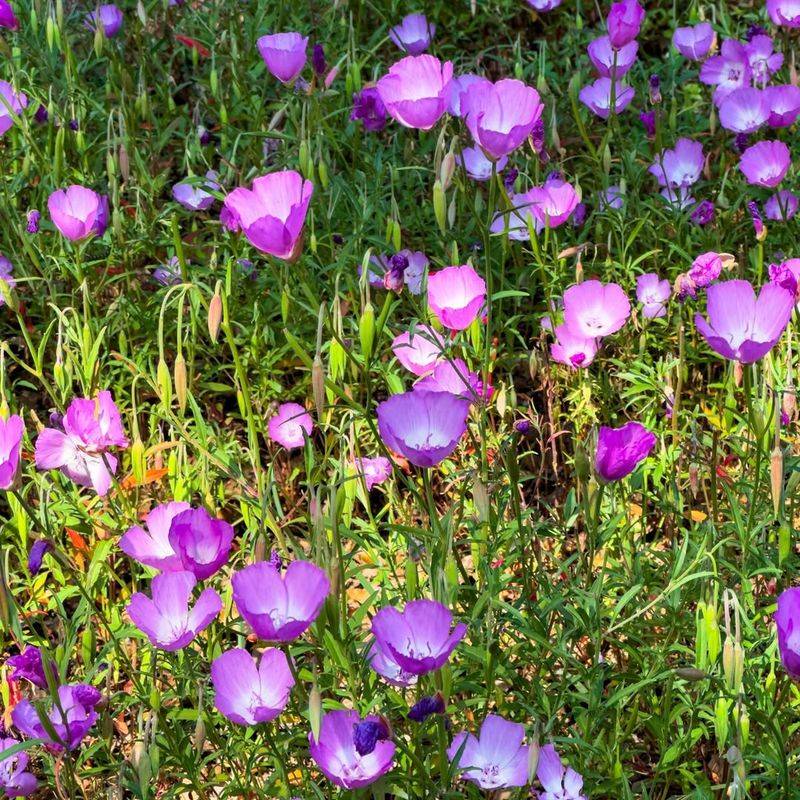 Choose Native California Wildflower Species