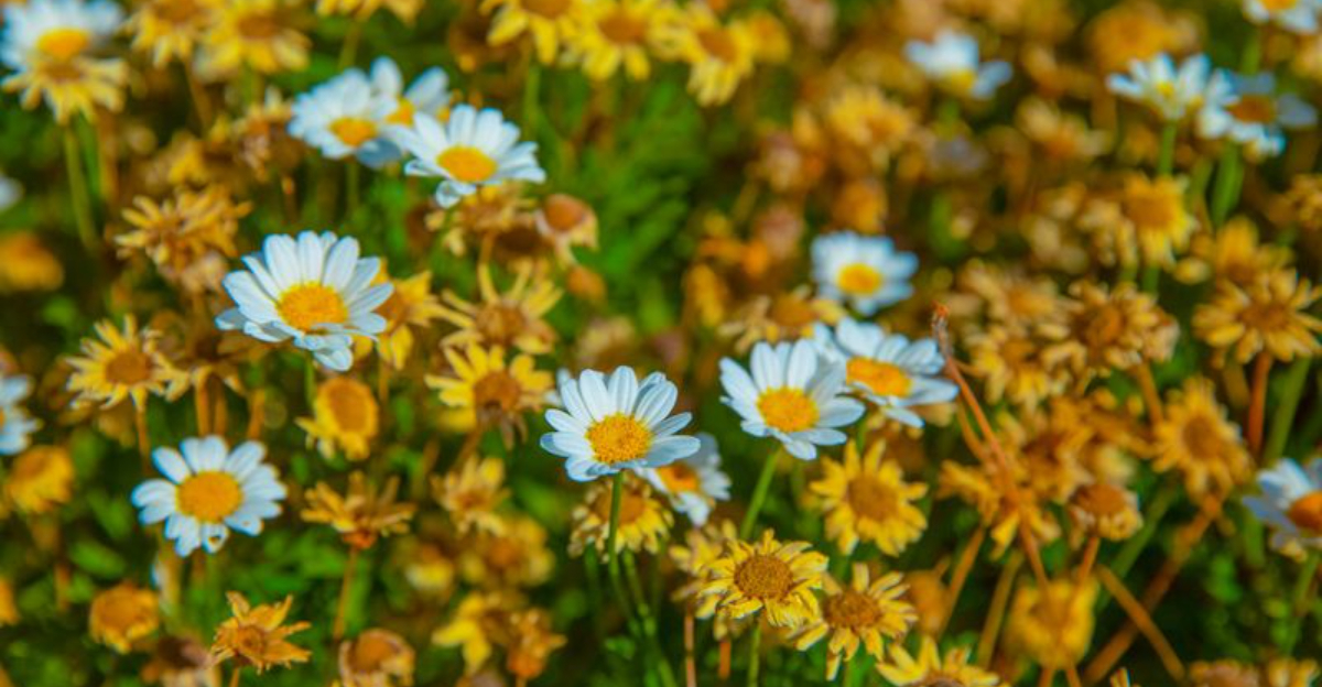 How To Grow A Wildflower Patch In Your California Garden