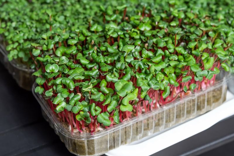 The Simple Setup That Gets Your Microgreens Sprouting Fast