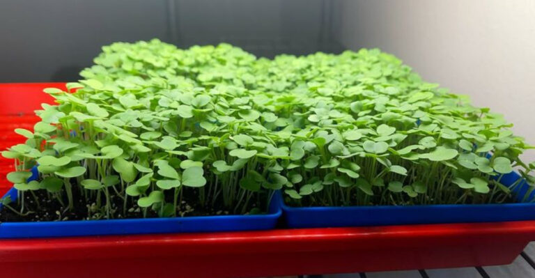Microgreens (featured image)