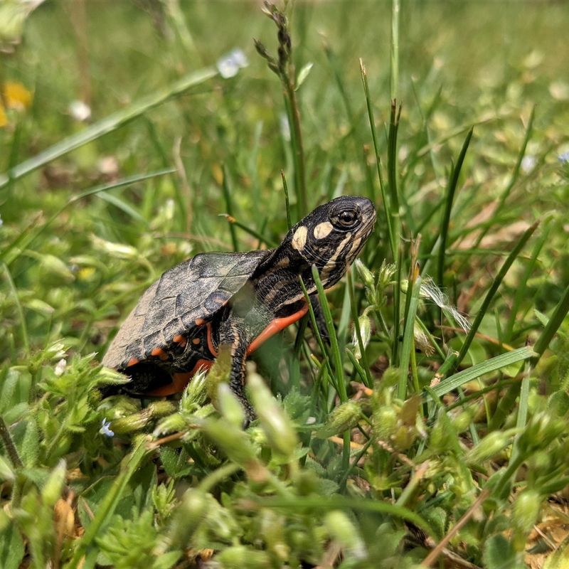 Why You Should Never Move A Turtle Far From Where You Found It