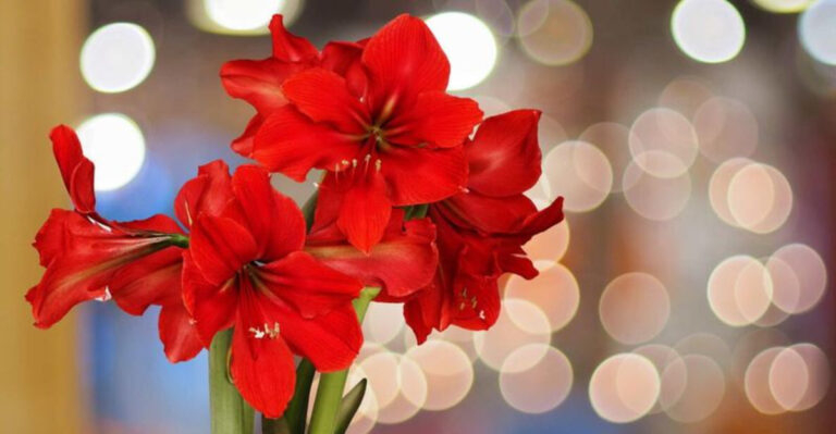 amaryllis