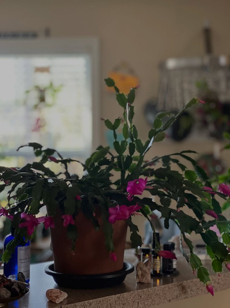 Provide Proper Darkness For Bud Formation