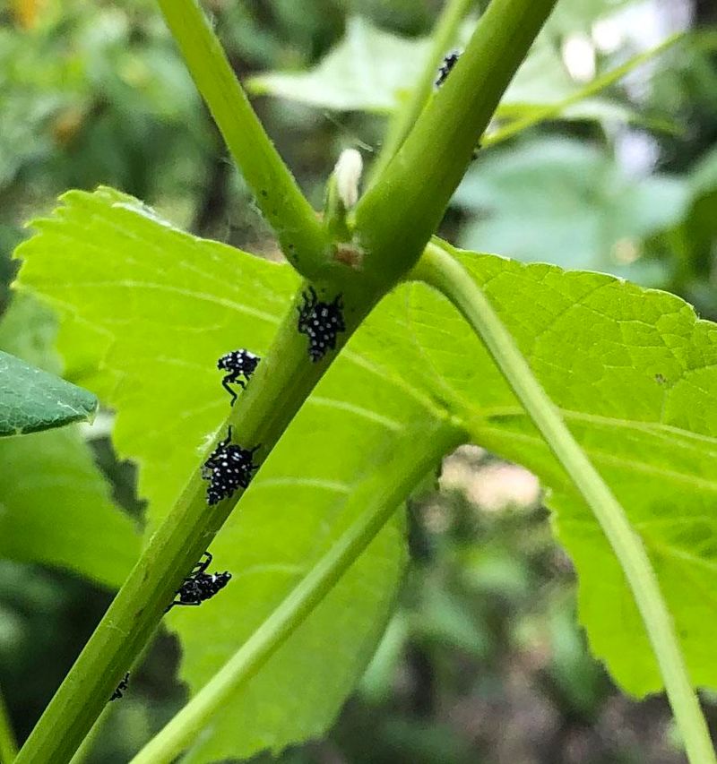 The Host Plants Most At Risk In Home Gardens