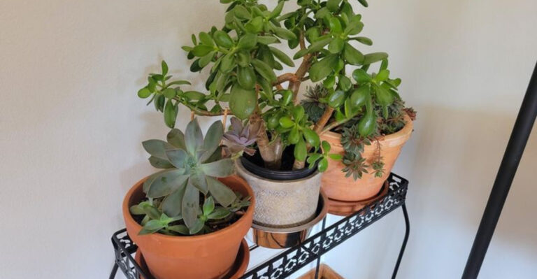 houseplants on a shelf