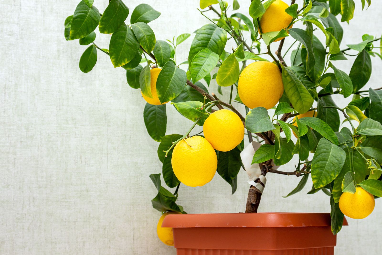 How To Keep Potted Citrus Trees Thriving Indoors During Florida Winters