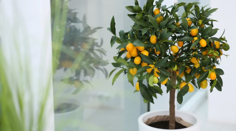 Position Trees Near The Brightest Windows Available