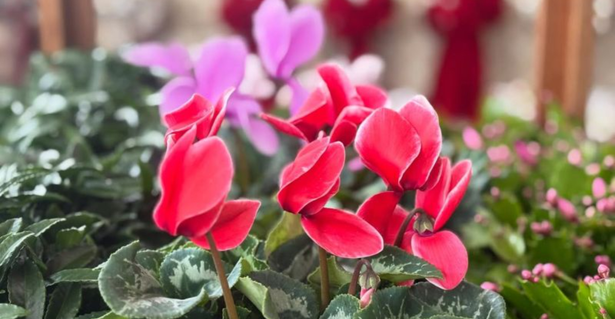 How To Keep Winter Flowers Thriving In Michigan Homes This Season