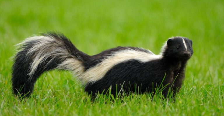 skunk in yard