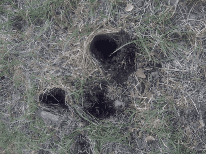 Small Cone-Shaped Holes In Your Lawn