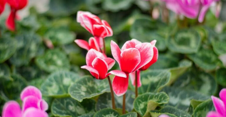 cyclamens