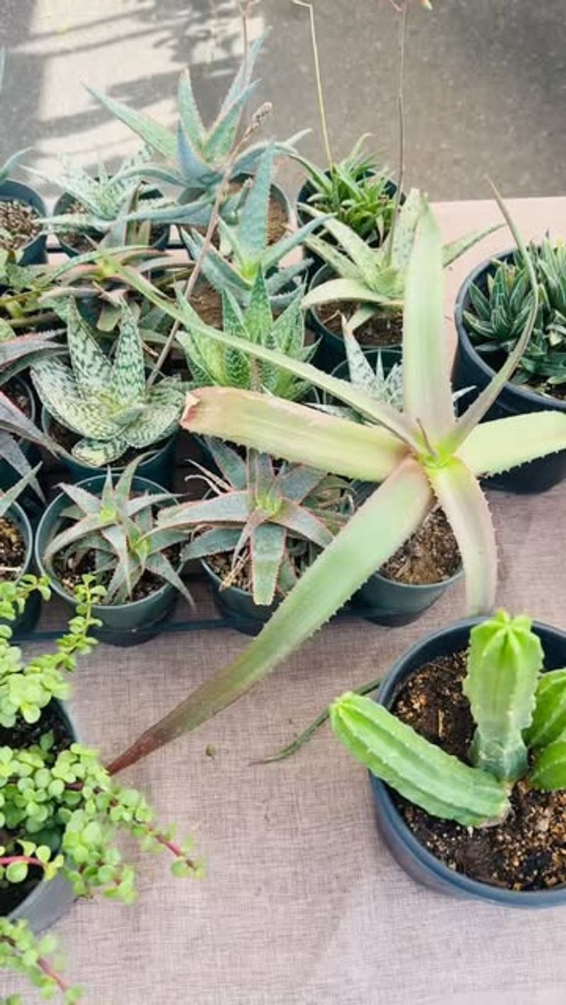 Why This Trick Works Better Than Buying Pre-Shaped Plants