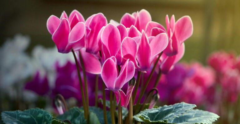cyclamen