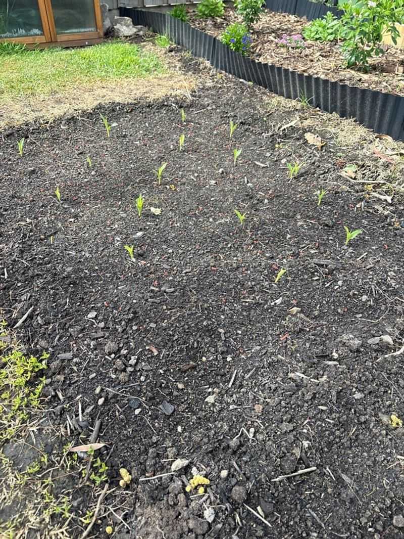 Wait Until After The First Hard Freeze To Apply Mulch