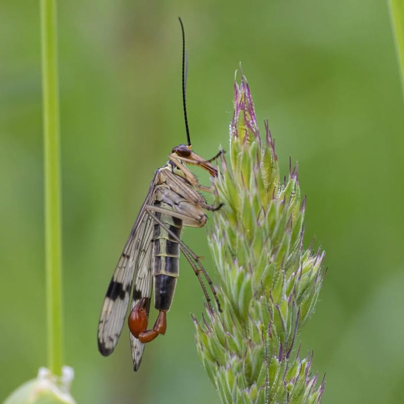 Common Misconceptions About Snow Scorpionflies