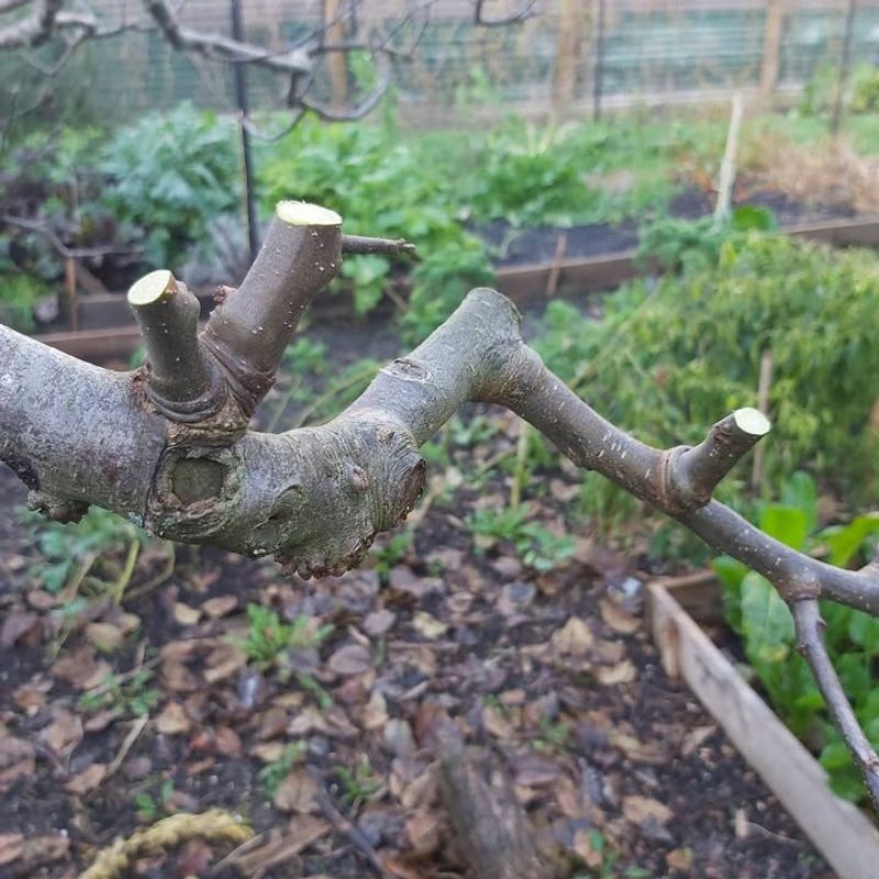 Prune Your Trees At The Right Time