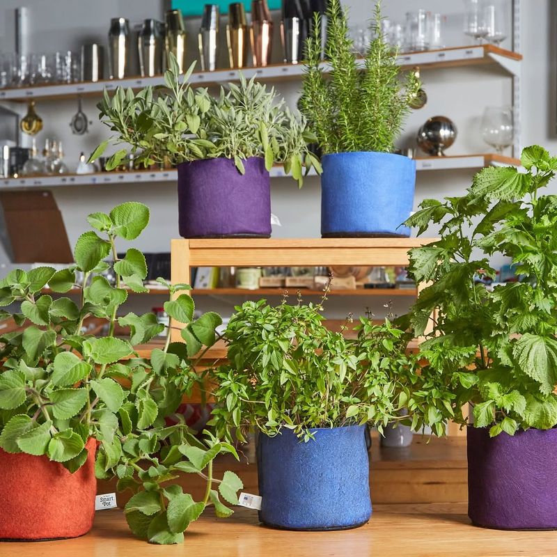 Tiny Care Habits That Make Indoor Herbs Last Longer