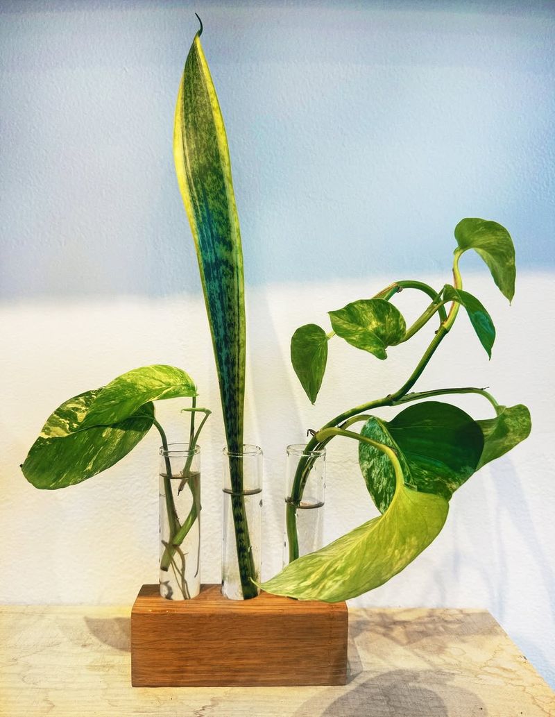 Water Propagation For Easy Root Development