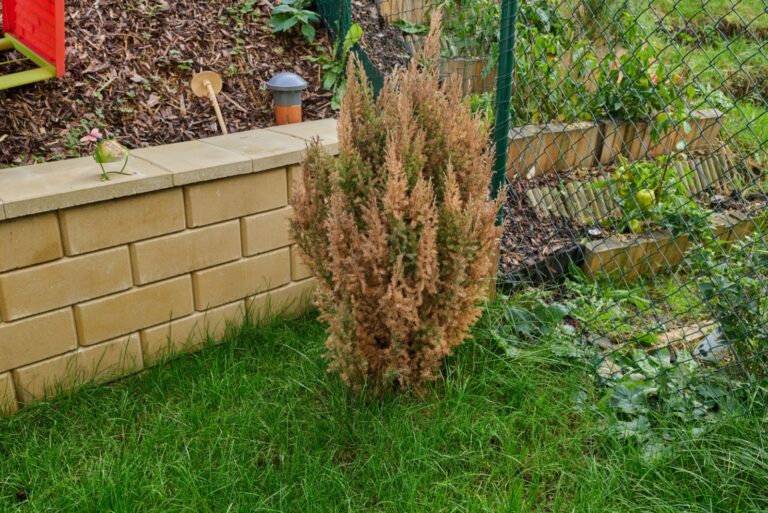 winter burn on evergreen shrub